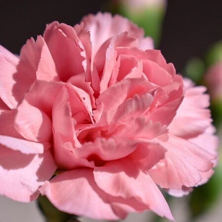 Dianthus 'I love you' - Image by Gabriel Raskov from Pixabay 