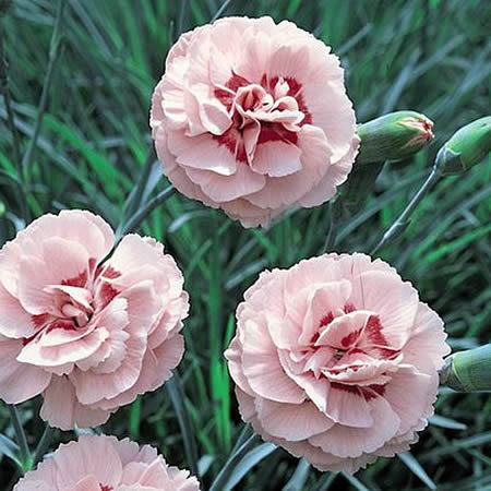 Dianthus 'Doris' - Public Domain Image