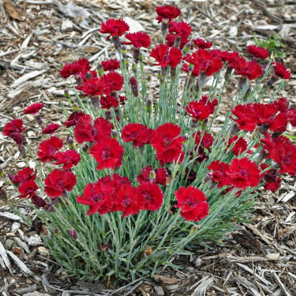 Dianthus 'Fire Star' ® (2L pot) - Ardcarne Garden Centre | Roscommon ...