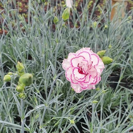 Dianthus 'Gran's Favourite' - Image courtesy of Tully Nurseries