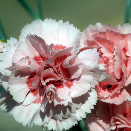 Dianthus “Oscar Pink” - Ardcarne Garden Centre | Roscommon & Boyle