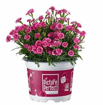 Dianthus 'Picture Perfect' - Image courtesy of HilverdaFlorist