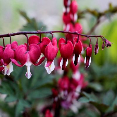 Dicentra Valentine - Image by Sonja Kalee from Pixabay