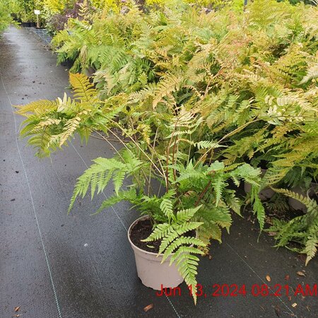 Dryopteris Erythrosora - Image courtesy of Tully Nurseries