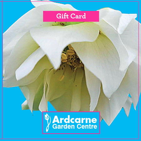 €50 Gift Card for Ardcarne Garden Centres & Café