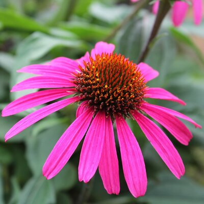 Echinacea 'Courage'® - Image by Sabine Zierer from Pixabay