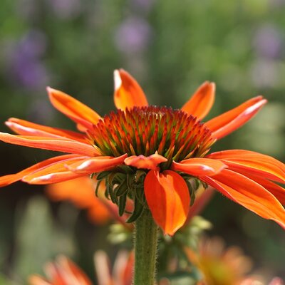 Echinacea 'Devotion'® - Image by ?゚フᄎ?Nowaja?゚フᄎ? from Pixabay