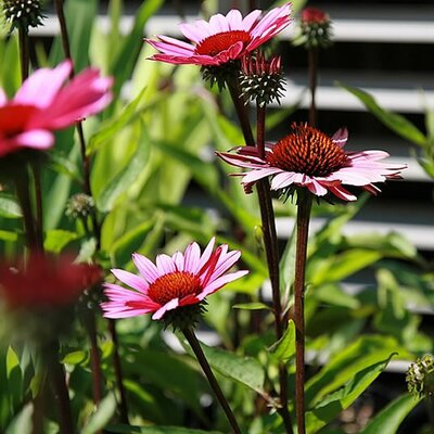 Echinacea 'Fatal Attraction' - Photo by David J. Stang (CC BY-SA 4.0)