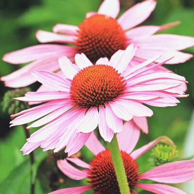 Echinacea 'Sunseekers Blush' - Image by NoName_13 from Pixabay