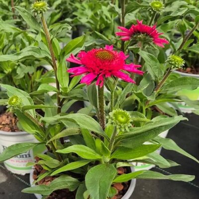 Echinacea 'Delicious Candy' - Image courtesy of Tully Nurseries