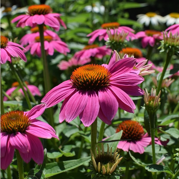 Echinacea 'Sombrero Rose' (2L pot) - Ardcarne Garden Centre | Roscommon ...