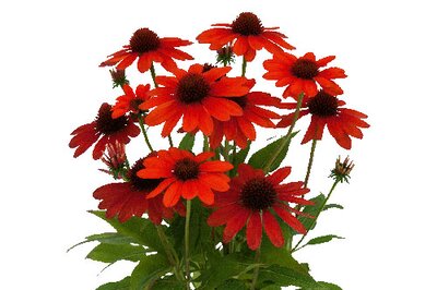 Echinacea 'Vintage Electric Orange' - Image courtesy of kientzler.eu here under fair use
