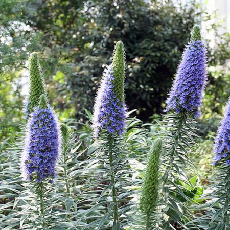 Echium candicans - Photo by Jean-Pol GRANDMONT (CC BY-SA 2.5)