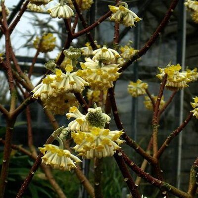 Edgeworthia 'Grandiflora' - Photo by peganum (CC BY-SA 2.0)