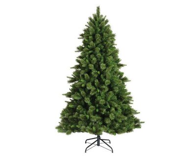 8ft Edmonton spruce tree - image 1