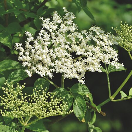 Elderberry (Sambucus nigra) 60-80cm Bare Root