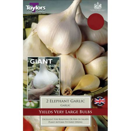 Garlic: Elephant (2 Cloves)