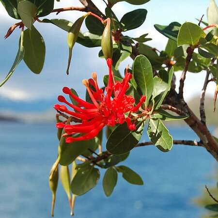 Embothrium coccineum - Photo by Anaximander (GFDL)