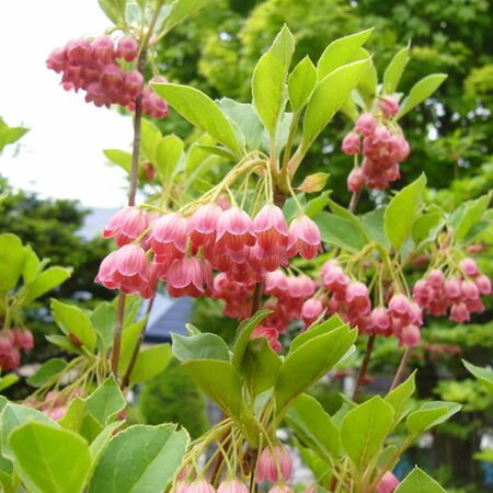 Enkianthus campanulata - Photo by Searobin (GFDL)