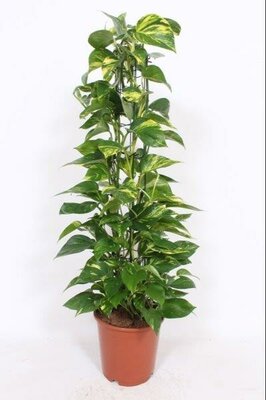 Epipremnum 'Aureum'