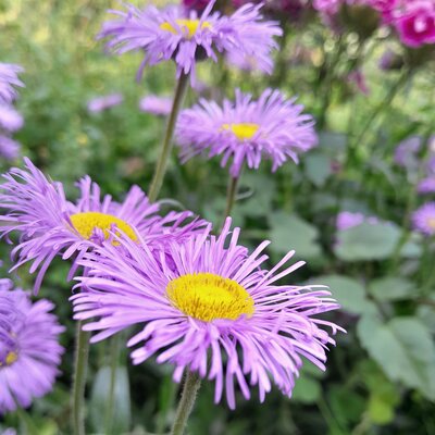 Erigeron 'Lavender Lady' - Image by jerryember from Pixabay