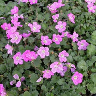 Erodium 'Bishops Form' - Photo by Ghislain118 (GFDL)