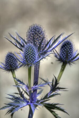 Eryngium 'Big Blue' - Photo by Brian Fuller (CC BY-ND 2.0)