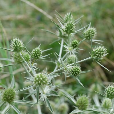 Eryngium 'Magical Silver Globe' - Image by Frau-Doktor from Pixabay