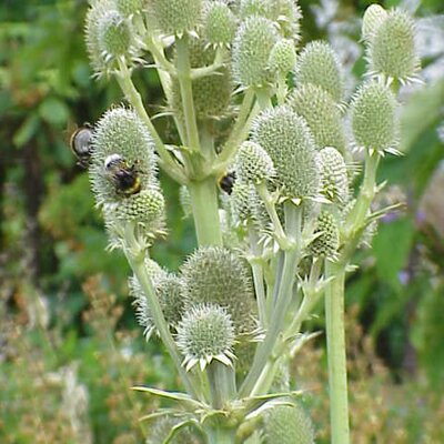 Eryngium yuccifolium - Photo by Sony Mavica (CC BY-SA 3.0)