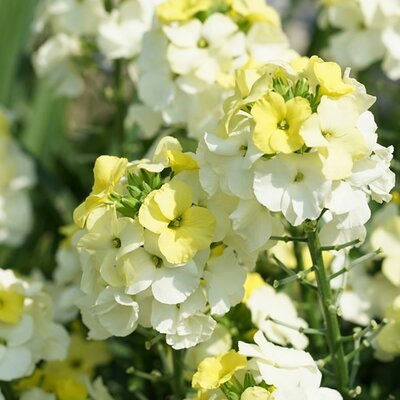 Erysimum 'Leya Lemon Glow' - Public domain image under fair use