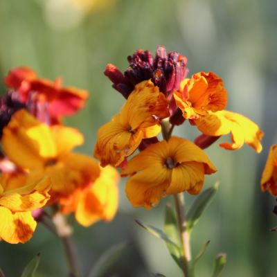 Erysimum "Rysi Copper" - Image By Etienne GONTIER of Pixabay