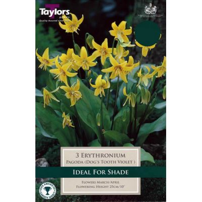 Erythronium Dens-Canis (3 bulbs)