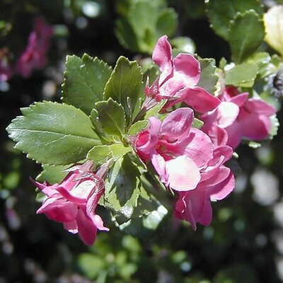 Escallonia 'Macrantha'