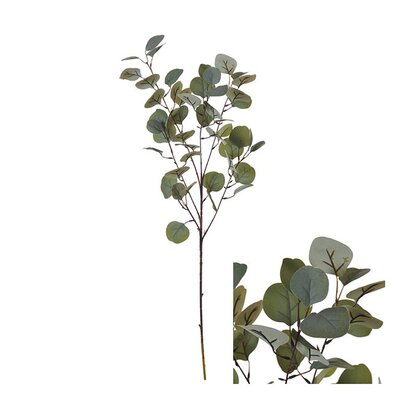 Eucalyptus Branch -Image courtesy of Hogewoning