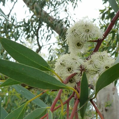 Eucalyptus coccifera - Photo by Wendy Cutler (CC BY-SA 2.0)
