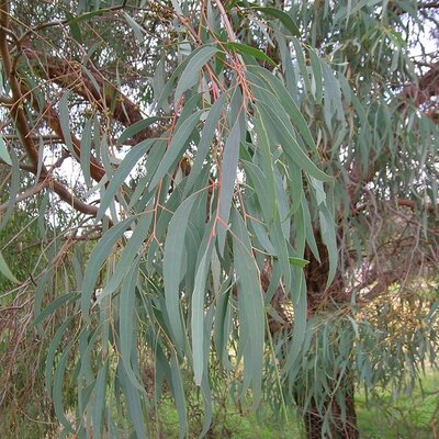 Eucalyptus nicholii (3L pot)