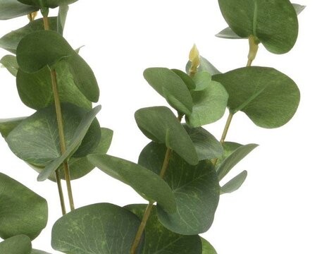 Eucalyptus on stem with snow finish - image 2