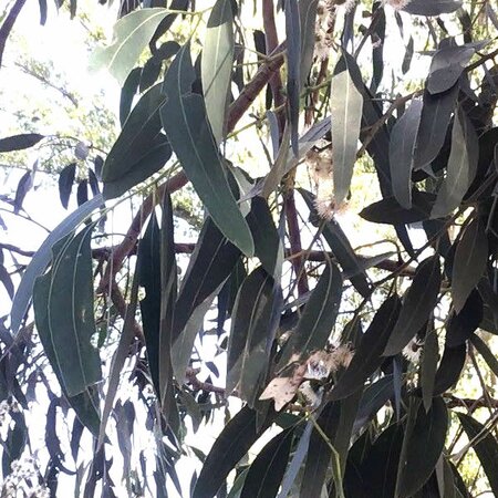 Eucalyptus perriniana - Image courtesy of Pl@ntNet