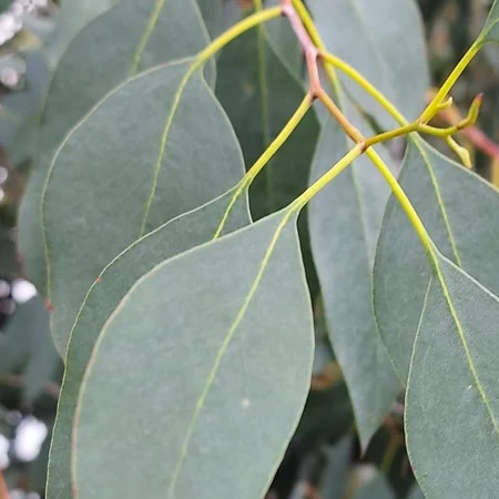 Eucalyptus urnigera - Public Domain Image