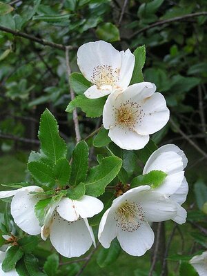 Eucryphia 'George Graham' - Photo by ashley BALSAM baz (CC BY-SA 2.0)