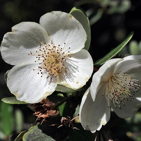 Eucryphia 'Rostrevor' (7.5L pot)