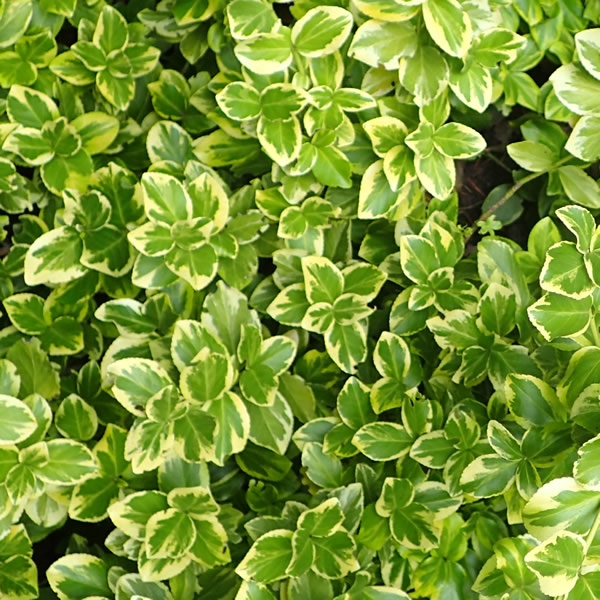 Euonymus 'canadale Gold' (2l Pot) - Ardcarne Garden Centre 