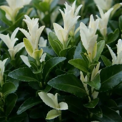 Euonymus 'Extravaganza' - Public Domain Image