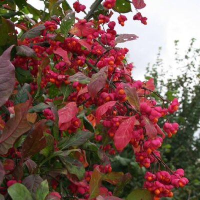 Euonymus 'Red Cascade' (4L pot)
