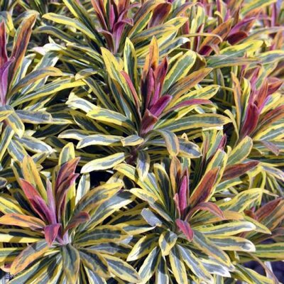 Euphorbia "Ascot Rainbow" - Photo by Stephanie Falzone