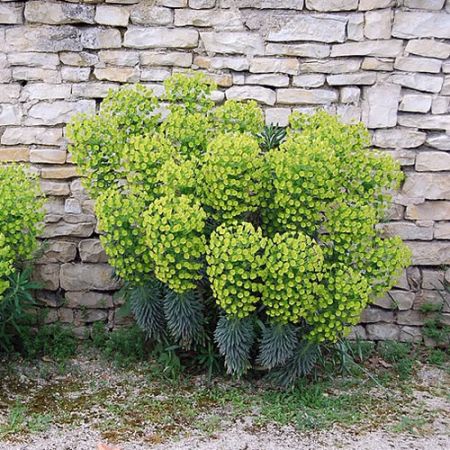 Euphorbia 'Wulfenii' - Photo BY Michel Chauvet (CC BY-SA 4.0)