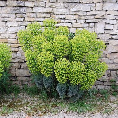 Euphorbia 'Wulfenii' (2L pot)