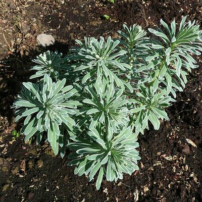 Euphorbia 'Silver Swan' - Photo by RY (Ardcarne)