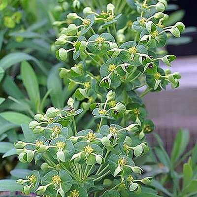 Euphorbia “Humpty Dumpty” - Photo by David J. Stang  (CC BY-SA 4.0)