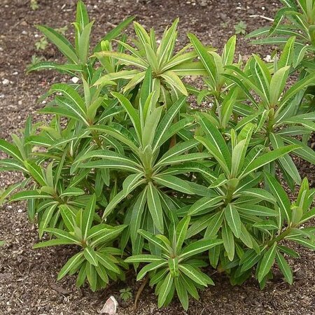 Euphorbia 'Mellifera' - Photo by Ramin Nakisa (GFDL)